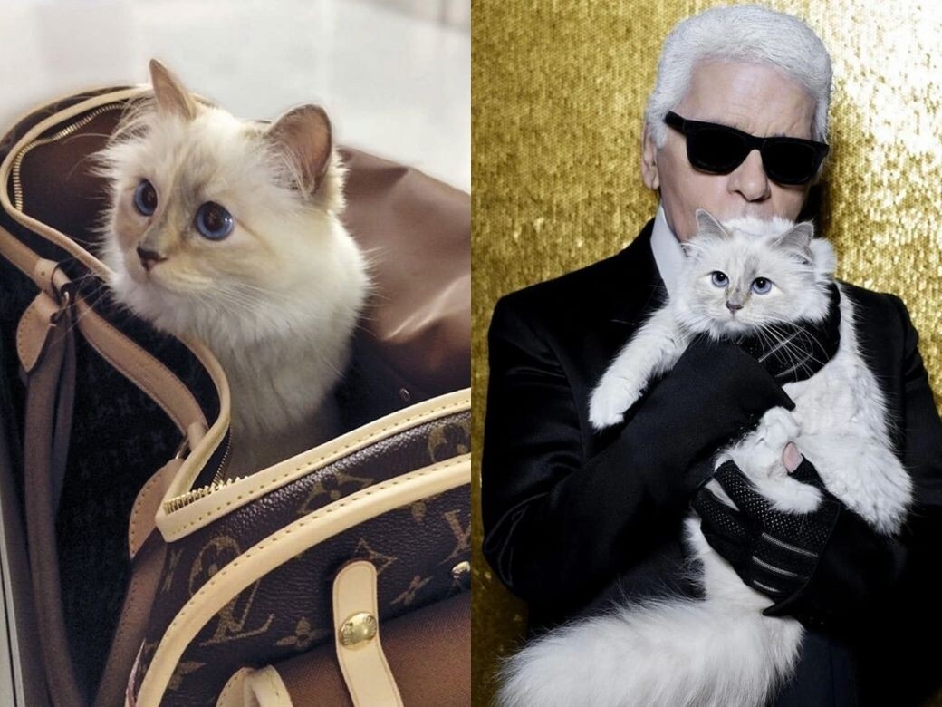 已故傳奇設計師Karl Lagerfeld愛貓Choupette獲出席Met Gala！認識全世界最有錢貓咪、3歲拍廣告勁賺2600萬